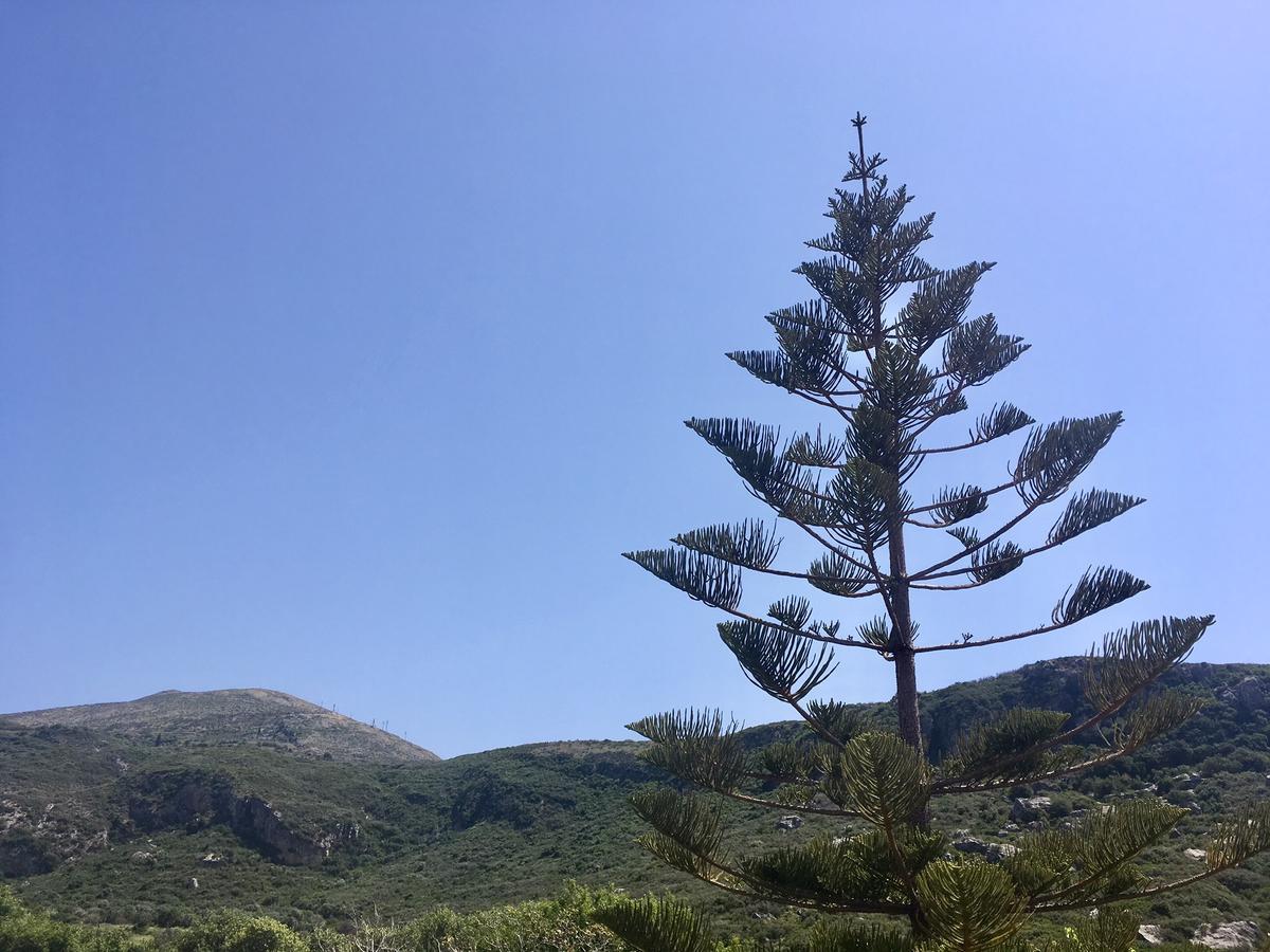 Alegria Kefalonia كاتيليوس المظهر الخارجي الصورة